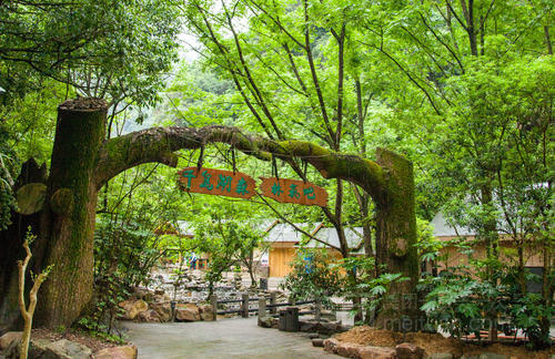 千島湖森林氧吧