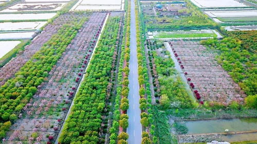 官方賞花攻略發布 荊州8條春季賞花精品線路，生態園美景盡收眼底