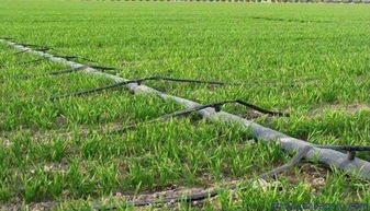 準旗啟動新農業項目 生態園建設惠及8村，3970畝藍圖鋪展鄉村振興新畫卷