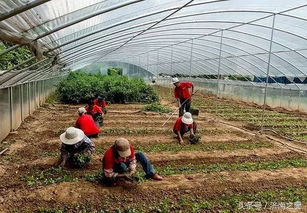 飛躍濟南 瞰成就 | 農(nóng)業(yè)篇之六 桃花源農(nóng)業(yè)生態(tài)園 繪就都市近郊生態(tài)農(nóng)業(yè)新畫卷